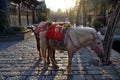 Jade Dragon Snow Mountain or Mount Yulong horse Royalty Free Stock Photo