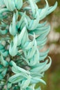 Jade or Emerald vine flower Royalty Free Stock Photo