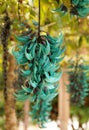 Jade or Emerald vine flower Strongylodon macrobotrys Royalty Free Stock Photo