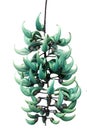 Jade or Emerald vine flower (Strongylodon macrobotrys) in Guatemala Royalty Free Stock Photo