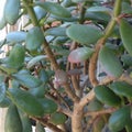 Jade leaves and branches. tree Royalty Free Stock Photo