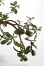 Jade Plant Royalty Free Stock Photo