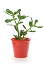 Jade Plant Royalty Free Stock Photo