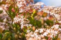 Jade plant in bloom and bee. Close up of beautiful star-shaped white and pink small flowers of an evergreen Jade plant Royalty Free Stock Photo