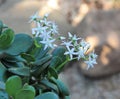Jade Plant In Bloom Royalty Free Stock Photo