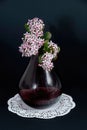 Jade Plant blossoms in a glass vase isolated on a black backgroumd