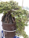 Jade plant with bonsai pot