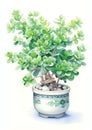 Jade Plant Chinese new year pattern