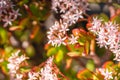 Jade plant Crassula ovata bloom in late winter in California Royalty Free Stock Photo