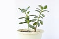 Jade plant Crassula ovata - houseplant on a light background. Money tree succulent plant Royalty Free Stock Photo