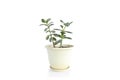 Jade plant Crassula ovata - houseplant on a light background. Money tree succulent plant Royalty Free Stock Photo