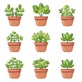 Jade plant (Crassula ovata) Pot Plant Icon Set, Crassula ovata Plant Flat Design, Jade plant Symbols Royalty Free Stock Photo