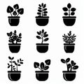 Jade plant (Crassula ovata) Pot Plant Icon Set, Crassula ovata Plant Flat Design, Jade plant Symbols Royalty Free Stock Photo