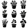 Jade plant (Crassula ovata) Pot Plant Icon Set, Crassula ovata Plant Flat Design, Jade plant Symbols Royalty Free Stock Photo