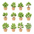 Jade plant (Crassula ovata) Pot Plant Icon Set, Crassula ovata Plant Flat Design, Jade plant Symbols Royalty Free Stock Photo