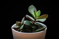 Jade plant crassula ovata succulent plantlet on a black background Royalty Free Stock Photo