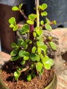 Jade Plant, a demanding ornamental plant