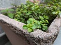 Jade Plant In Garden