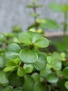 Jade Plant In A Garden Planted In A Pot Closeup Shot