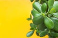 Jade Plant Money Tree in White Pot on Bright Yellow Background. Sunlight. Fresh Vibrant Green Leaves. High Resolution Banner Royalty Free Stock Photo