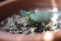 Jade plant 0590 Royalty Free Stock Photo