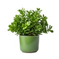 jade plant in a pot isolated on White background Royalty Free Stock Photo