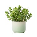 jade plant in a pot isolated on White background Royalty Free Stock Photo