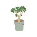 Jade Plant . Pot plant. Houseplant isolated on white background. Vector illustration in hand drawn flat Royalty Free Stock Photo