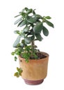 Jade plant, a pot on a white background, isolated Royalty Free Stock Photo