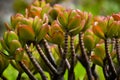 Jade plant with thick and woody branches with reddish leaves due to its high exposure to the sun. Royalty Free Stock Photo