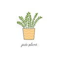 Jade plant vector illustration drawing