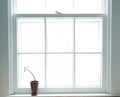 Jade plant in window Royalty Free Stock Photo