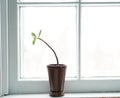 Jade plant in window Royalty Free Stock Photo