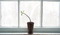 Jade plant in window Royalty Free Stock Photo