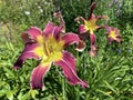 Jade Star Daylily Hemerocallis `Jade Star` or `Jade Star` die Taglilie Royalty Free Stock Photo