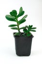 Jade Tree