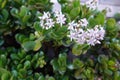 jade tree flowers. flowering money plant. flowering succulent in bloom Royalty Free Stock Photo