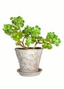 Jade tree houseplant