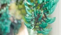 Jade vine