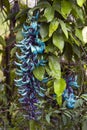 Jade vine in bloom Royalty Free Stock Photo