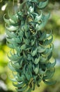 Jade Vine Plant; Strongylodon Macrobotrys
