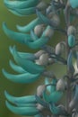 Jade vine Strongylodon macrobotrys, close-up of budding turquoise flowers Royalty Free Stock Photo
