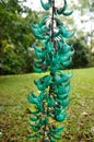 Jade Vine, Strongylodon macrobotrys, Maui, Hawaii, USA Royalty Free Stock Photo