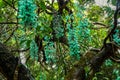 Jade Vine, Strongylodon macrobotrys, Maui, Hawaii, USA Royalty Free Stock Photo