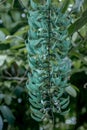 Jade vine Strongylodon macrobotrys, raceme of turquoise flowers Royalty Free Stock Photo