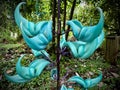 Jade Vine Turquoise Blue Flower in Hawaii Jungle Royalty Free Stock Photo