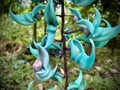 Jade Vine Turquoise Blue Flower in Hawaii Jungle