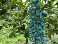 Jade Vine Turquoise Blue Flower in Hawaii Jungle