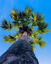 Jaffna sri lanka - palmyra palm tree - Blue sky Royalty Free Stock Photo