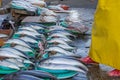 Jagalchi Market - fish market in Pusan Busan, South Korea - amazing variety of fish, clams, etc Royalty Free Stock Photo